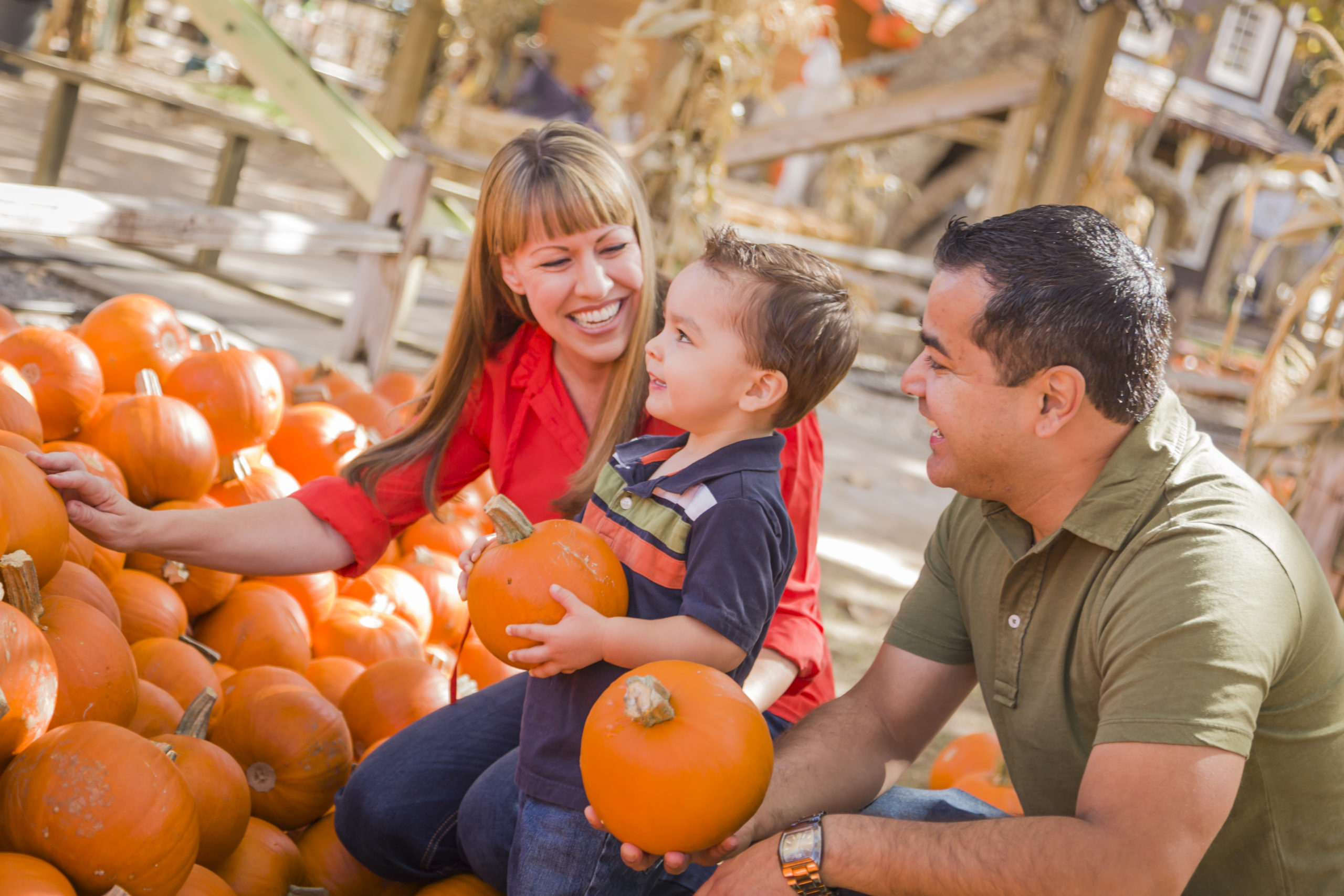 Happy,Mixed,Race,Family,Picking,Pumpkins,At,The,Pumpkin,Patch.